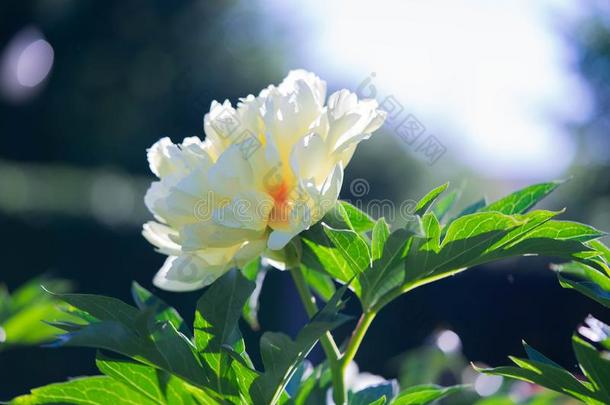 白色的花牡丹开花采用公园.牡丹花园