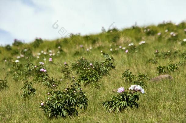 指已提到的人<strong>呼伦贝尔大草原</strong>风景.野生的花.