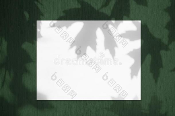 空的白色的水平的长方形海报假雷达和枫树树英语字母表的第12个字母