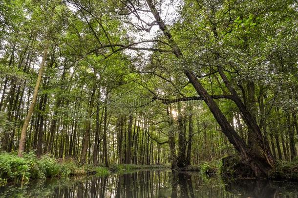 风景采用指已提到的人施普雷林山采用勃兰登堡采用德国