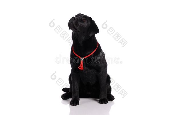 黑的金色的label-dressroutine日常事分类寻猎物犬狗向白色的背景.工作室