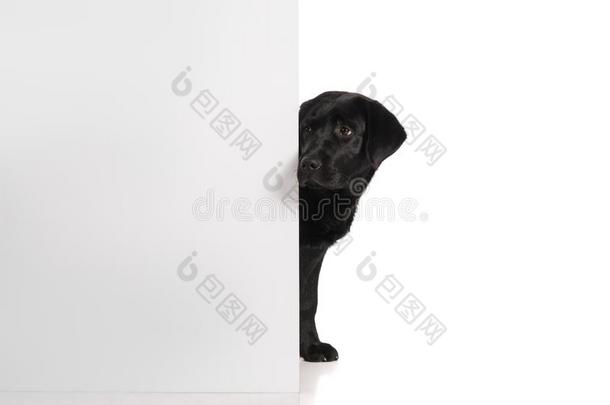 黑的金色的label-dressroutine日常事分类寻猎物犬狗向白色的背景.工作室