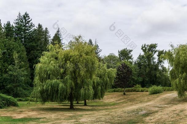 夏风景关于绿色的森林和草地和大大地树采用