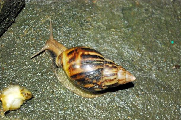 蜗牛步态很缓慢地.