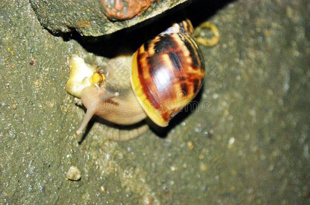 蜗牛步态很缓慢地.