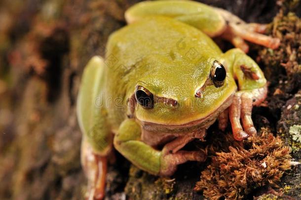 特写镜头绿色的树青蛙隔离的向白色的背景