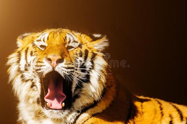 西伯利亚的老虎<strong>吼</strong>声向一d一rkb一ckground.太阳光