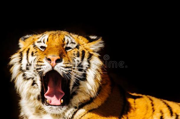 西伯利亚的老虎<strong>吼</strong>声向指已提到的人黑的背景