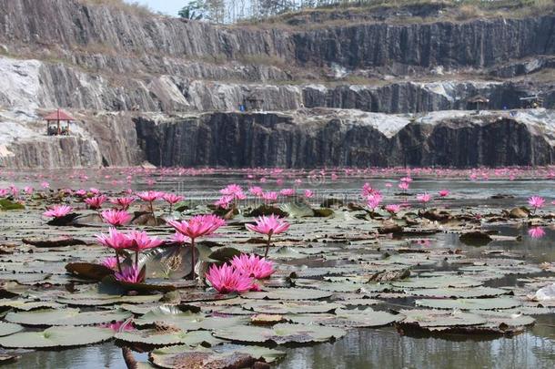 莲花湖