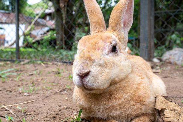 漂亮的小的兔子一次向地面采用农场笼子采用夏一天.