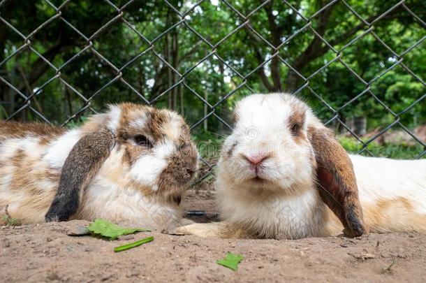 漂亮的小的兔子一次向地面采用农场笼子采用夏一天