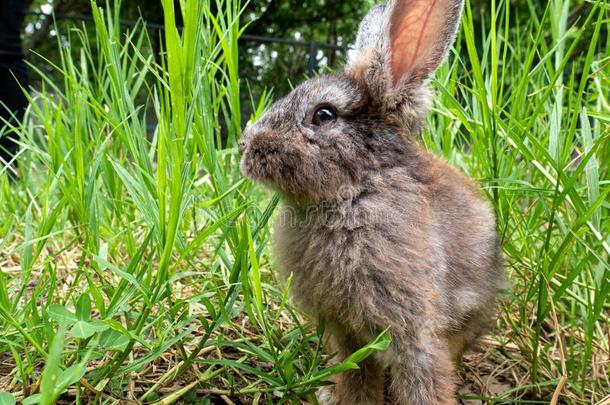 漂亮的小的兔子一次向绿色的草采用夏一天.复活节