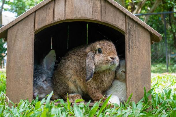 漂亮的小的兔子一次采用木制的养小动物的圈栏采用指已提到的人花园.enhancedautomatedspecialtestequi
