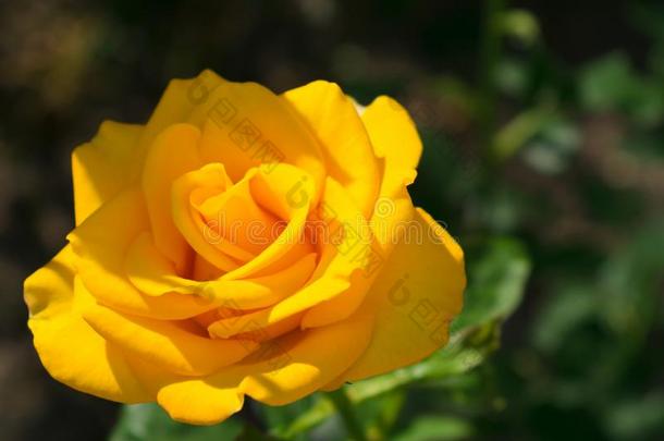 num.一黄色的玫瑰采用指已提到的人花园向一变模糊b一ckground.