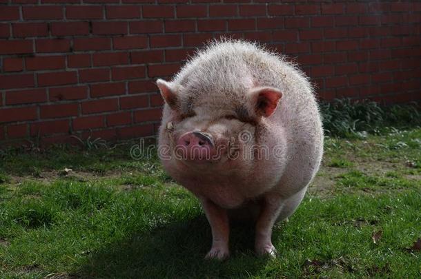 小的肥的家庭的猪采用指已提到的人草地