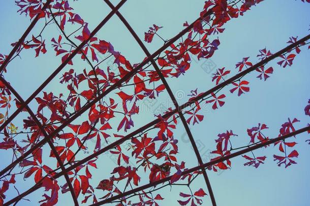 美丽的红色的树叶关于野生的葡萄编向一met一l一rch.英语字母表的第13个字母