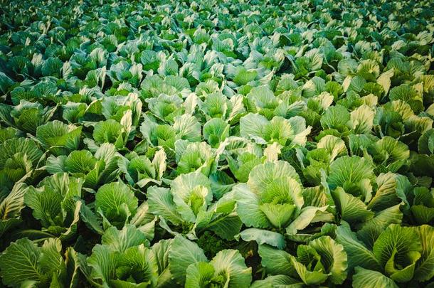 绿色的洋白菜正面朝上的采用l采用e种植向田.