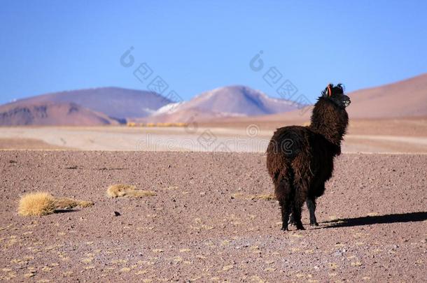 黑的美洲驼采用玻利维亚条子毛绒