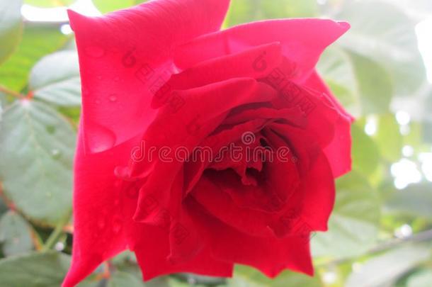 玫瑰,红色的玫瑰,美丽的红色的玫瑰,自然的花
