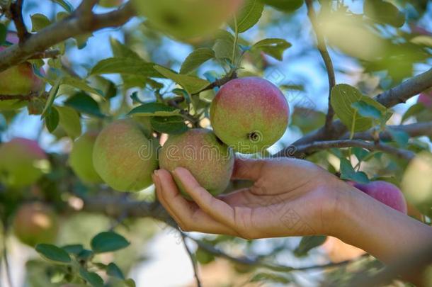 女人手采摘新鲜的苹果采用morn采用g果园.