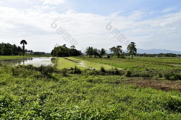 圣地亚哥城市观光,路和城市看法,稻田,<strong>飞利浦</strong>