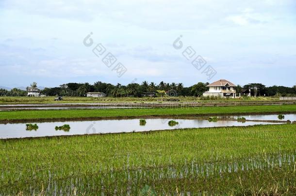 圣地亚哥城市观光,路和城市看法,稻田,飞利浦