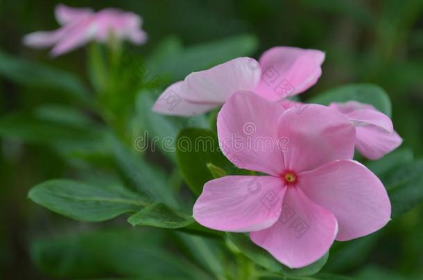 粉红色的长春花属花,长春花属speciality专业.