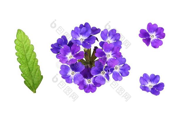 放置关于紫色的<strong>马鞭</strong>草属植物花和树叶
