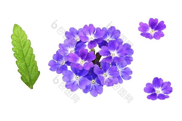 放置关于紫色的马鞭草属植物花和树叶