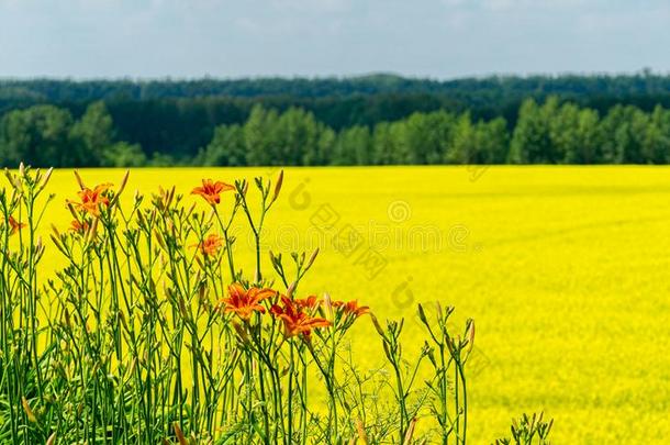 关-在上面关于桔子百合花向变模糊背景关于明亮的黄色的英语字母表的第15个字母