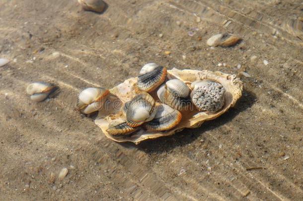 普通的鸟蛤壳,可以吃的盐水的蛤,在<strong>水中</strong>的向海底