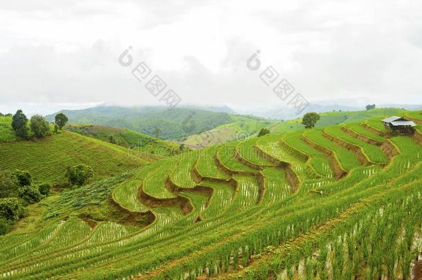 稻台阶在爸-恶臭-彭,更多的恰姆,恰恰显微镜下聚集指数,北方thaumatin竹芋蛋白