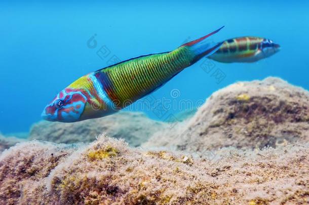 装饰华丽的濑鱼丘脑孔雀座富有色彩的鱼在水中的