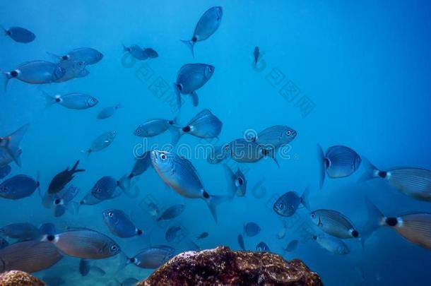 鱼学校在<strong>水中</strong>的.鱼es在<strong>水中</strong>的背景