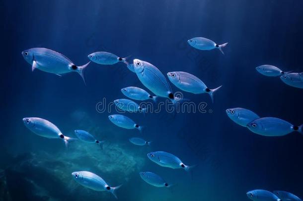 鱼学校在水中的.鱼es在水中的背景