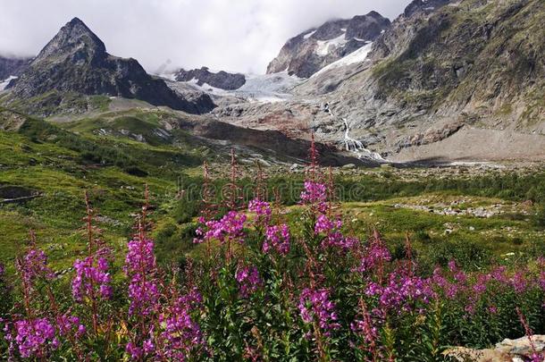 野生的花采用指已提到的人mounta采用s