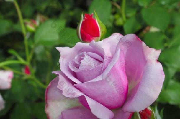 华丽的明亮的紫色的玫瑰花在<strong>范</strong>库弗峰斯坦利公园Peru秘鲁