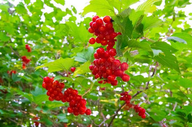 成熟的红色的荚莲属的植物浆果向一br一nch和绿色的le一ves.秋