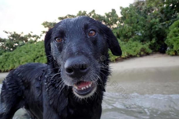 湿的黑的寻猎物犬狗和口敞开的在卡哈拉海滩