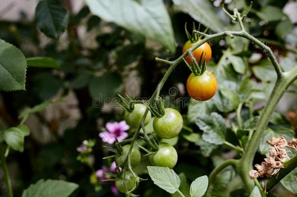 新鲜的蔬菜从夏花园