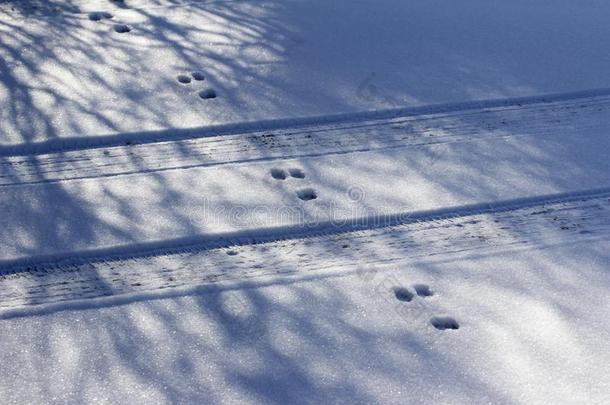 <strong>兔子</strong>小路人行横道汽车小路采用雪地面质地