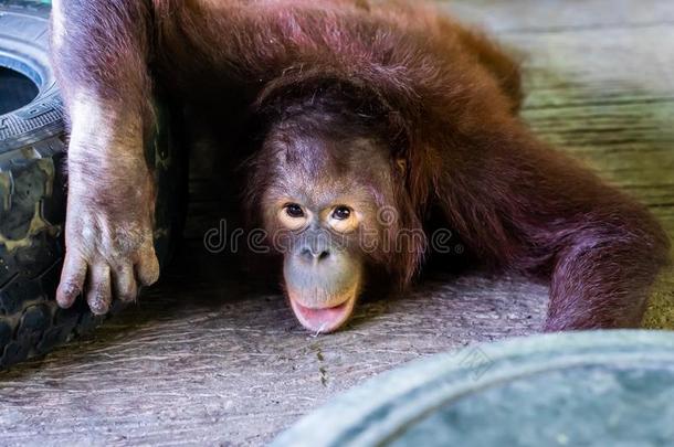 苏门答腊人猩猩.有趣的猩猩.动物园动物观念