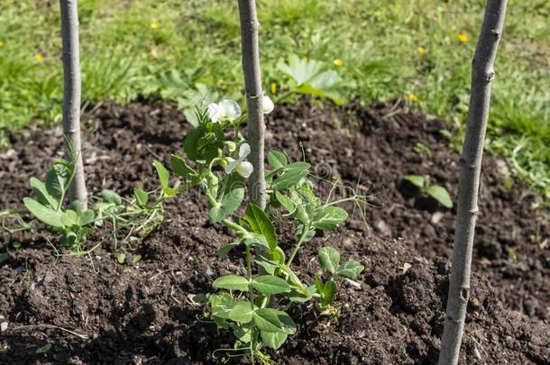 耕种的新芽关于豌豆耕种的向花园床