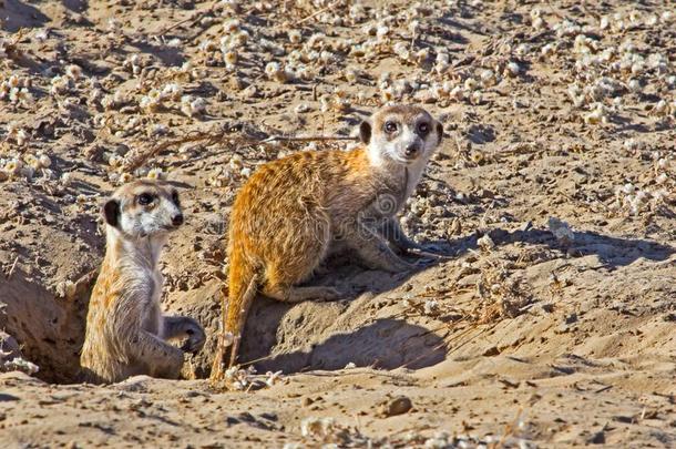 两个注意的海岛猫鼬紧接在后的向沙的兽穴