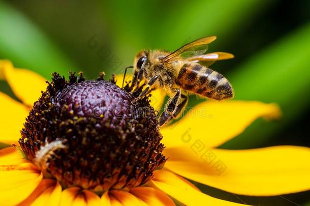 蜂蜜蜜蜂收集蜂蜜从花