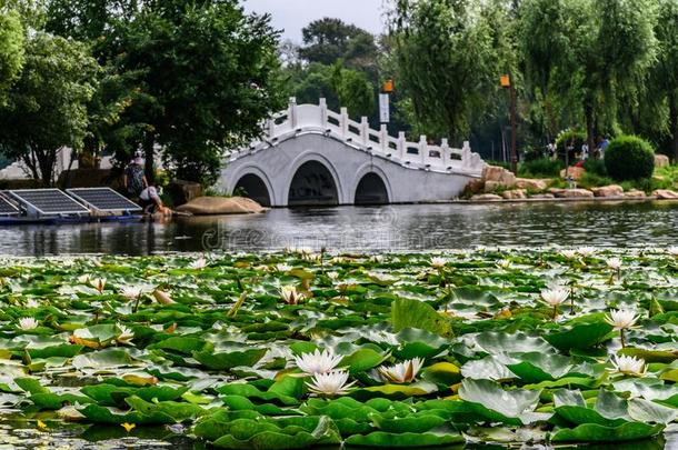 风景关于南湖公园,长春,中国