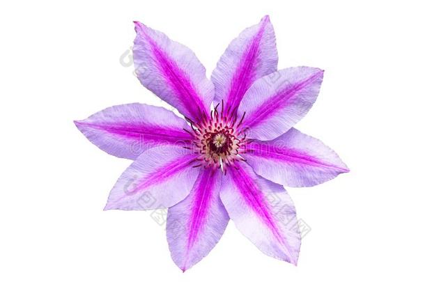 紫色的-白色的有条纹的铁线莲特写镜头.铁线莲花隔离的
