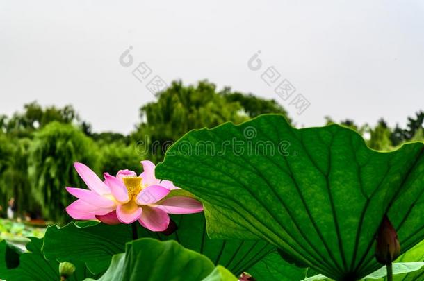 风景关于南湖公园,长春,中国