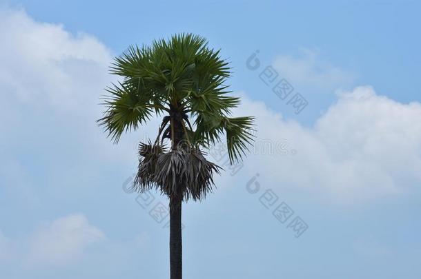 绿色的美丽的手掌树隔离的向白色的背景