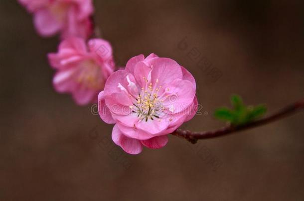 樱桃树开花李子粉红色的花关在上面